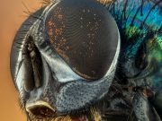 Insects feel chronic pain after injury cropped insect