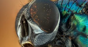 cropped insect