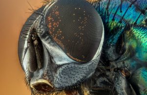 Insects feel chronic pain after injury cropped insect