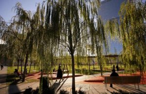 Best way to fight climate change? Plant a trillion trees cropped trees