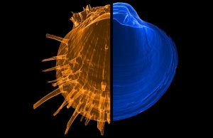 Why there are so many species at the equator and so few at the poles? 2 whythereares