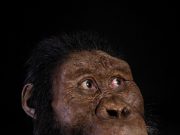 A 3.8 million year old fossil from Ethiopia reveals the face of Lucys ancestor