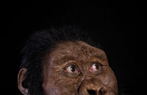 A 3.8-million-year-old fossil from Ethiopia reveals the face of Lucy’s ancestor A 3.8 million year old fossil from Ethiopia reveals the face of Lucys ancestor