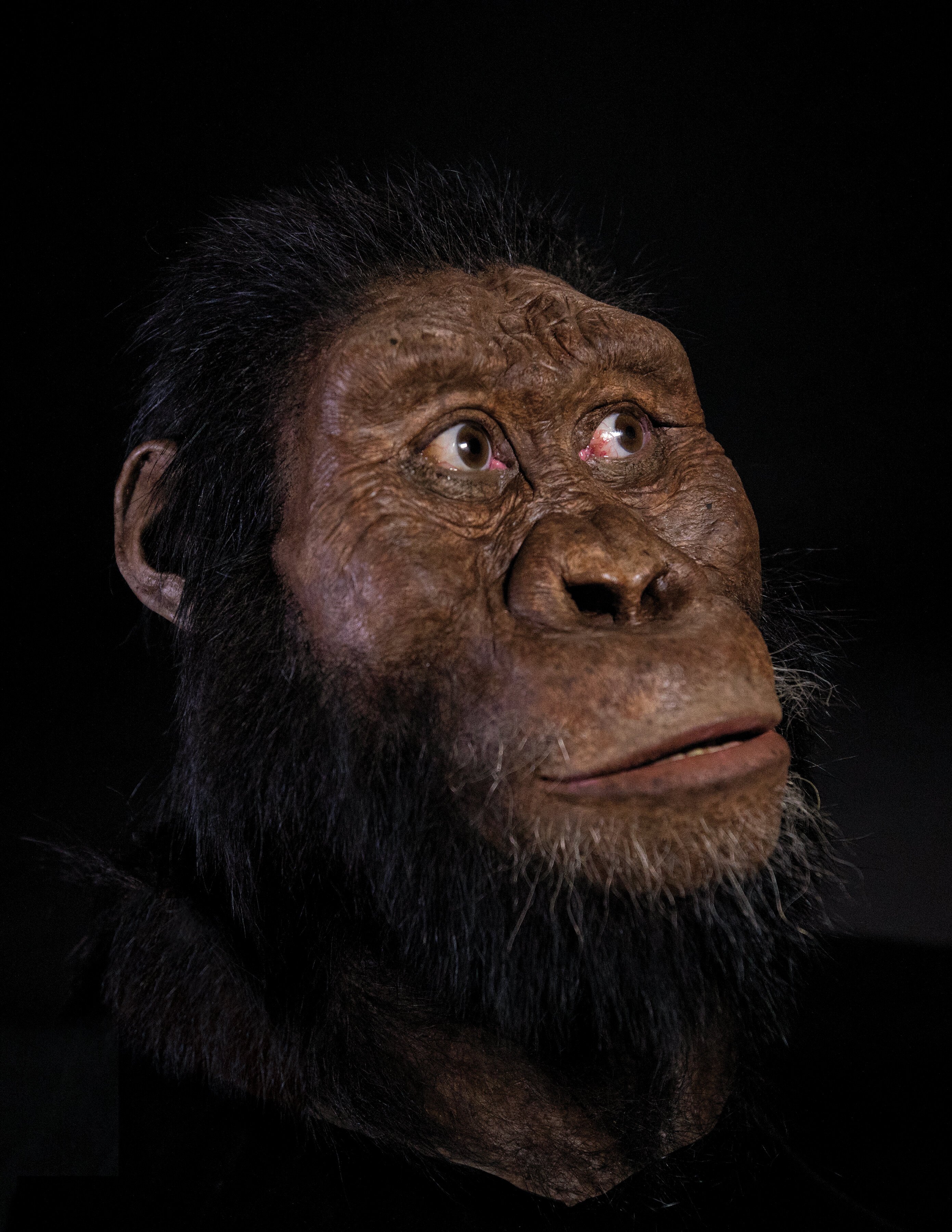 A 3.8 million year old fossil from Ethiopia reveals the face of Lucys ancestor