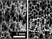 Engineers develop bone like metal foam that can be healed at room temperature