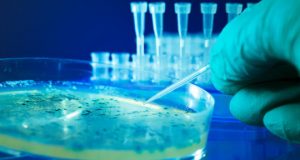 How E. coli knows how to cause the worst possible infection