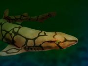 These sharks use unique molecules to glow green