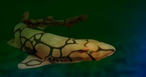 These sharks use unique molecules to glow green
