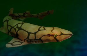 These sharks use unique molecules to glow green These sharks use unique molecules to glow green