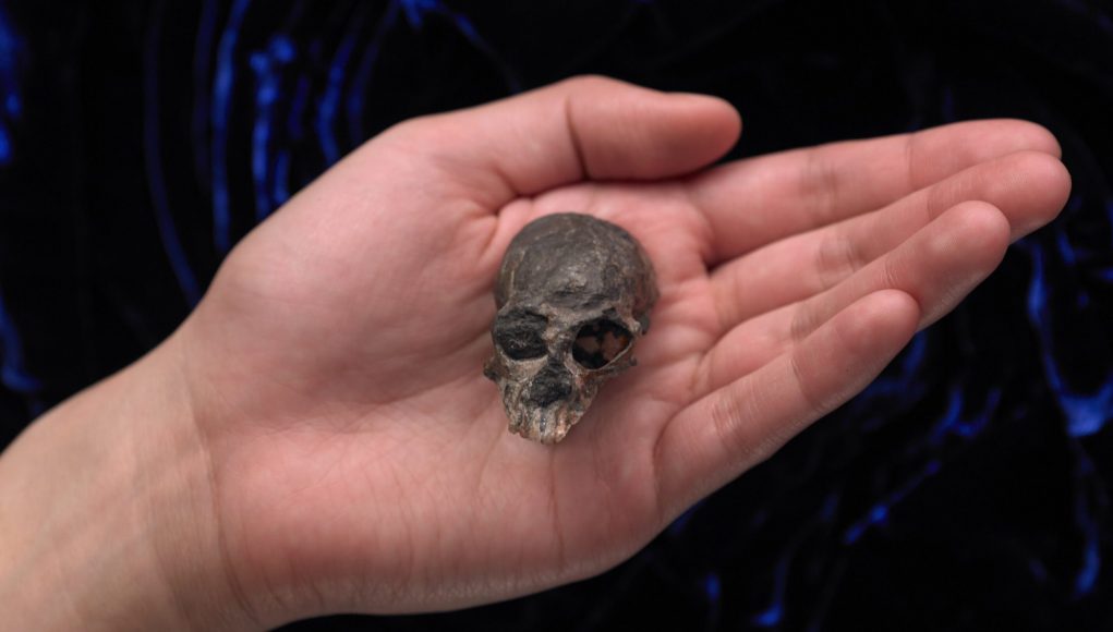 cropped 20 million year old skull suggests complex brain evolution in monkeys apes