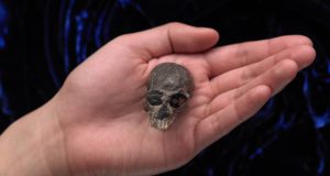 cropped 20 million year old skull suggests complex brain evolution in monkeys apes