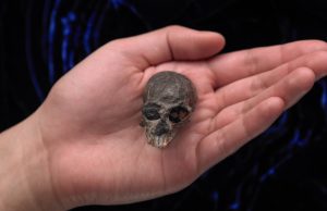 20-million-year-old skull suggests complex brain evolution in monkeys, apes cropped 20 million year old skull suggests complex brain evolution in monkeys apes