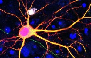 A novel technology for genome-editing a broad range of mutations in live organisms cropped A novel technology for genome editing a broad range of mutations in live organisms