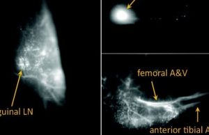 A single-photon source you can make with household bleach cropped A single photon source you can make with household bleach
