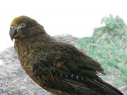 cropped A whopping squawkzilla Meet Hercules—the giant parrot that dwarfs its modern cousins