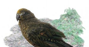 cropped A whopping squawkzilla Meet Hercules—the giant parrot that dwarfs its modern cousins