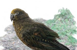 A whopping ‘squawkzilla’: Meet ‘Hercules’—the giant parrot that dwarfs its modern cousins cropped A whopping squawkzilla Meet Hercules—the giant parrot that dwarfs its modern cousins