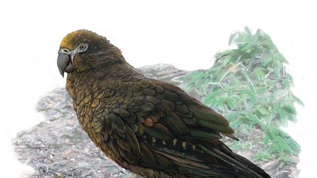 cropped A whopping squawkzilla Meet Hercules—the giant parrot that dwarfs its modern cousins cropped A whopping squawkzilla Meet Hercules—the giant parrot that dwarfs its modern cousins