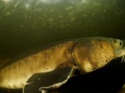 cropped An 88 percent decline in large freshwater animals