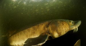 cropped An 88 percent decline in large freshwater animals