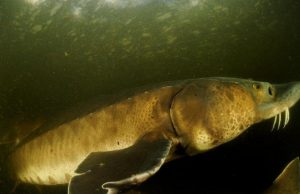 An 88 percent decline in large freshwater animals cropped An 88 percent decline in large freshwater animals