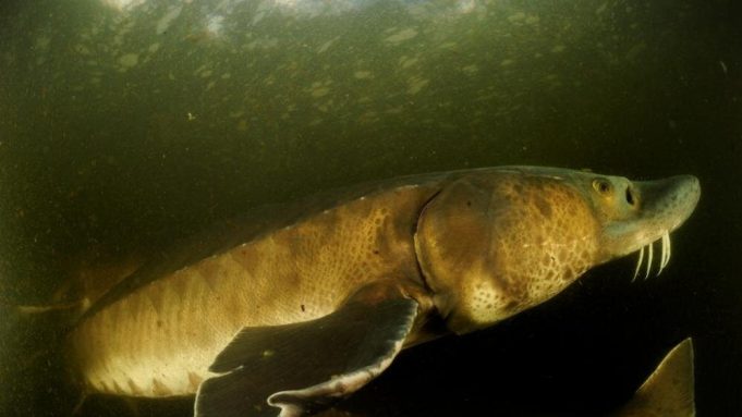 cropped An 88 percent decline in large freshwater animals