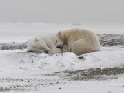 cropped Arctic Ocean could have no September sea ice if global average temperatures increase by 2 degrees