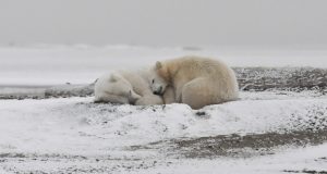 cropped Arctic Ocean could have no September sea ice if global average temperatures increase by 2 degrees
