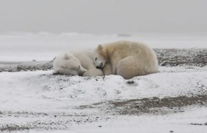 Arctic Ocean could have no September sea ice if global average temperatures increase by 2 degrees cropped Arctic Ocean could have no September sea ice if global average temperatures increase by 2 degrees