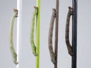 cropped Caterpillars of the peppered moth perceive color through their skin