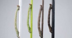 cropped Caterpillars of the peppered moth perceive color through their skin