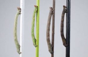 Caterpillars of the peppered moth perceive color through their skin cropped Caterpillars of the peppered moth perceive color through their skin