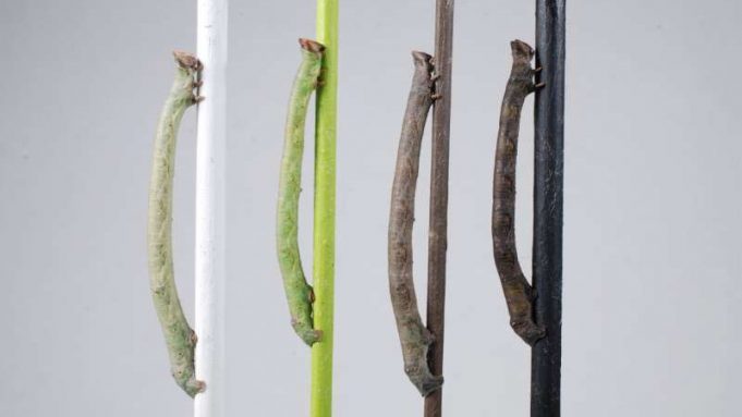 cropped Caterpillars of the peppered moth perceive color through their skin