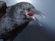 cropped Crows consciously control their calls