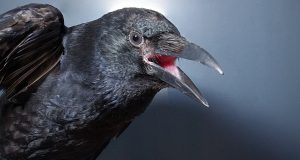 cropped Crows consciously control their calls