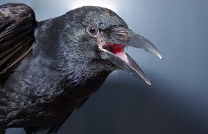 Crows consciously control their calls cropped Crows consciously control their calls