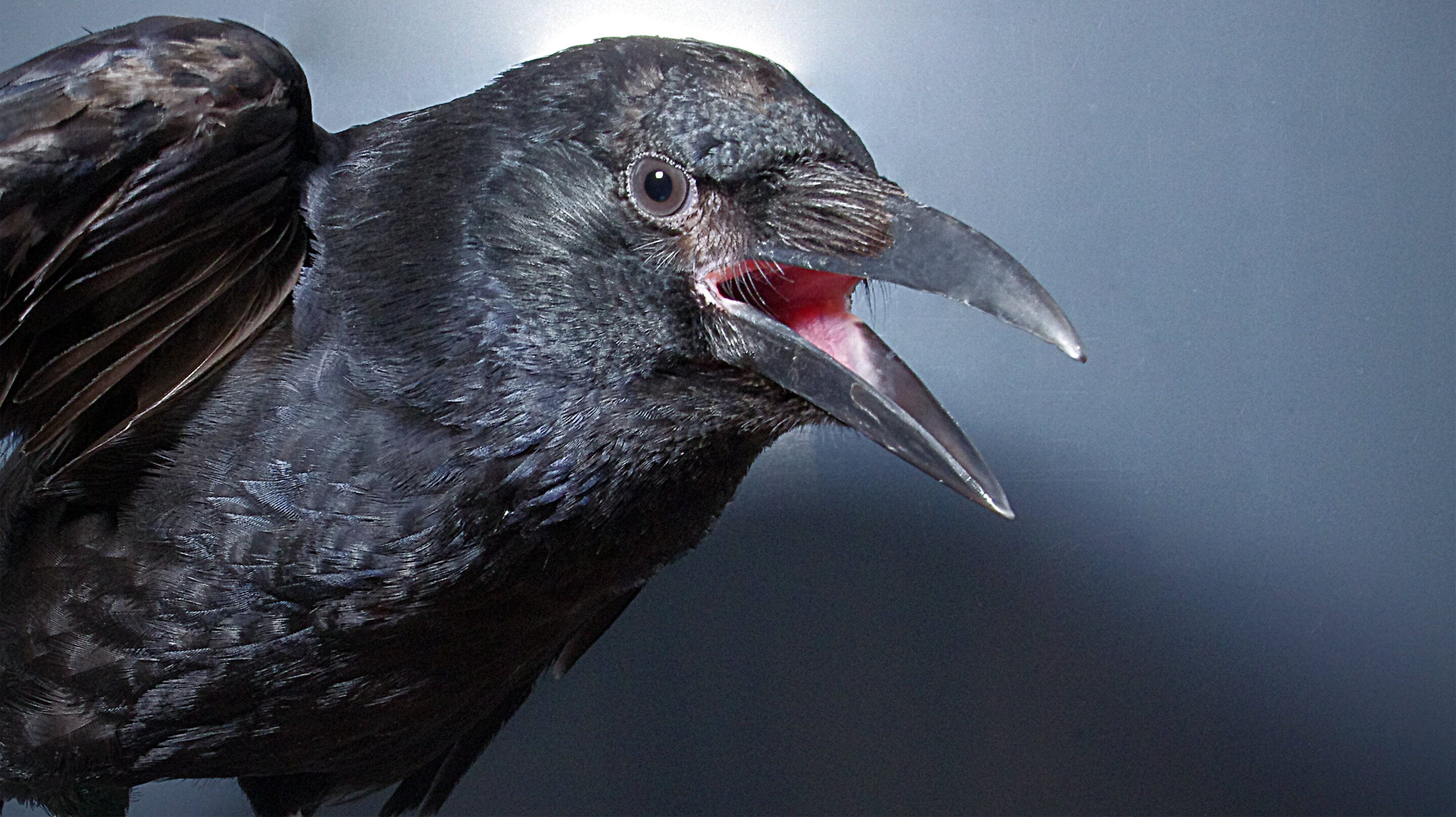 cropped Crows consciously control their calls