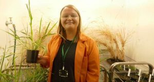 cropped Discovery of a bottleneck relief in photosynthesis may have a major impact on food crops