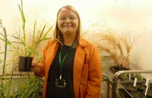 Discovery of a bottleneck relief in photosynthesis may have a major impact on food crops cropped Discovery of a bottleneck relief in photosynthesis may have a major impact on food crops