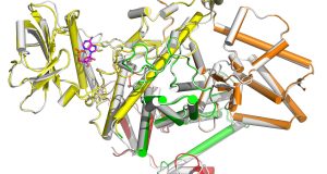 cropped Discovery provides path to pathogen targeted antibiotics