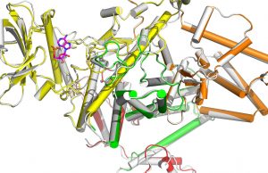 Discovery provides path to pathogen-targeted antibiotics cropped Discovery provides path to pathogen targeted antibiotics