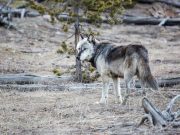 cropped Fearing cougars more than wolves Yellowstone elk manage threats from both predators