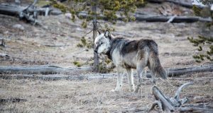 cropped Fearing cougars more than wolves Yellowstone elk manage threats from both predators