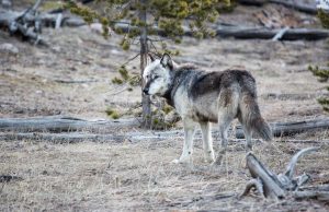 Fearing cougars more than wolves, Yellowstone elk manage threats from both predators cropped Fearing cougars more than wolves Yellowstone elk manage threats from both predators