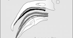 cropped Filter feeding pterosaurs were the flamingos of the Late Jurassic