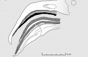 Filter-feeding pterosaurs were the flamingos of the Late Jurassic cropped Filter feeding pterosaurs were the flamingos of the Late Jurassic