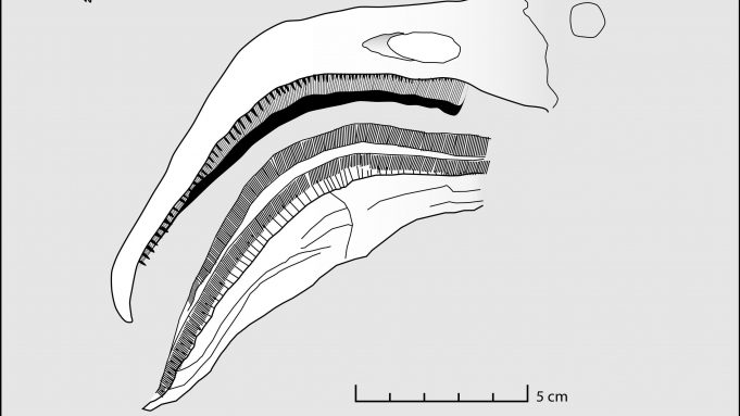 Filter-feeding pterosaurs were the flamingos of the Late Jurassic cropped Filter feeding pterosaurs were the flamingos of the Late Jurassic