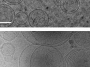 cropped First cells may have emerged because building blocks of proteins stabilized membranes