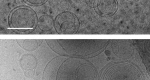 cropped First cells may have emerged because building blocks of proteins stabilized membranes
