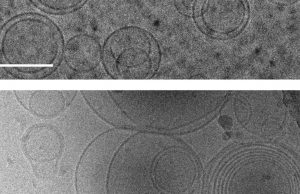 First cells may have emerged because building blocks of proteins stabilized membranes cropped First cells may have emerged because building blocks of proteins stabilized membranes
